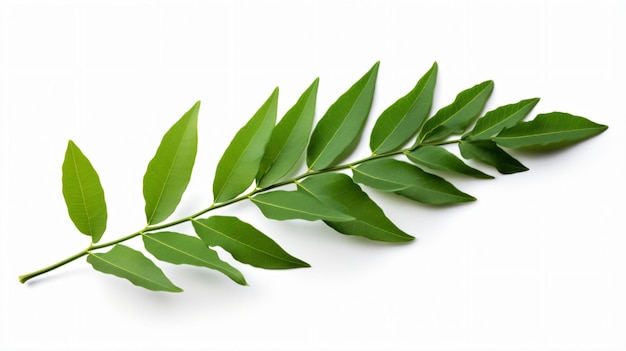 a green leaf on a white surface