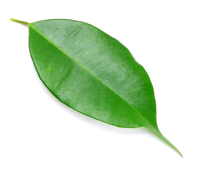 Green leaf on a white