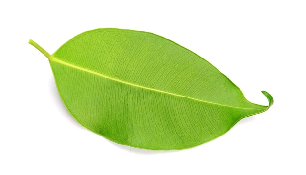 Green leaf on a white