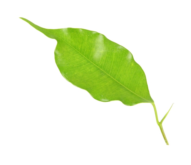 Green leaf on a white