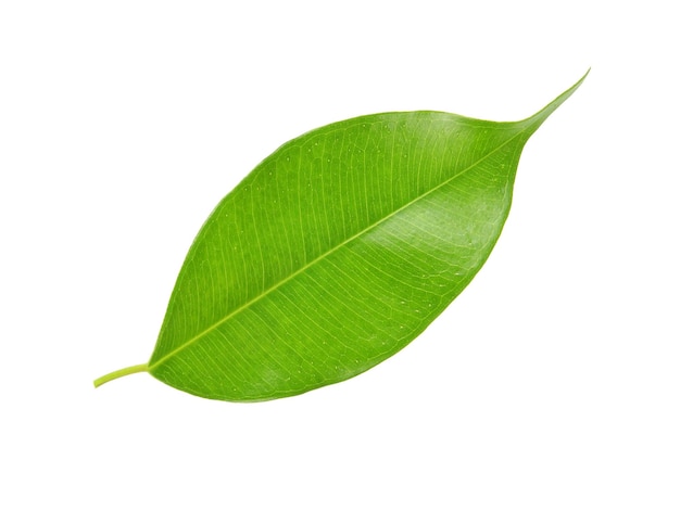 Green leaf on a white