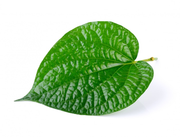 Green leaf on a white