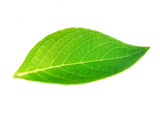 Green leaf on white