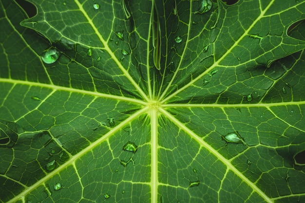 Green leaf with abstract pattern and dew in nature background.