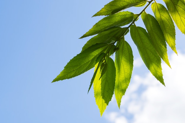 Green leaf with blue sky background. 