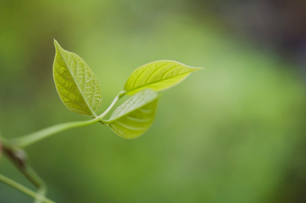 Foglia verde con sfocatura dello sfondo