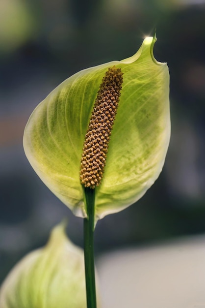 a green leaf with brown spots on it