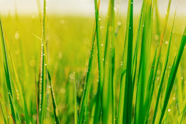 Green leaf with bubble drop on leaves