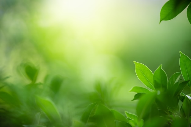 Green leaf with copy space using as background summer nature concept.