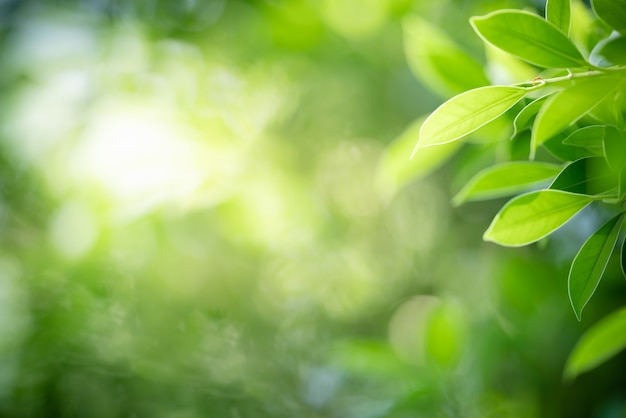 Green leaf with copy space using as background summer nature concept.