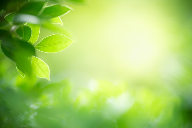 Green leaf with copy space using as background or wallpaper nature concept.