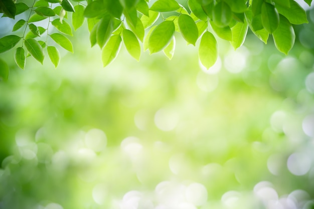 Foglia verde con lo spazio della copia facendo uso di come concetto della natura della carta da parati o del fondo.