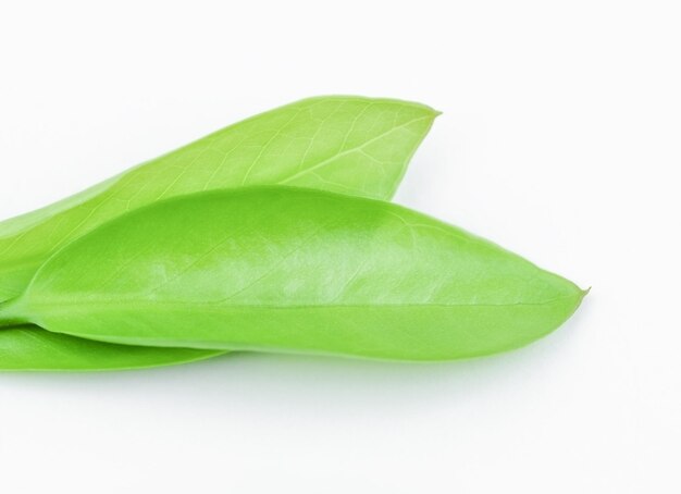 Green leaf with copy space