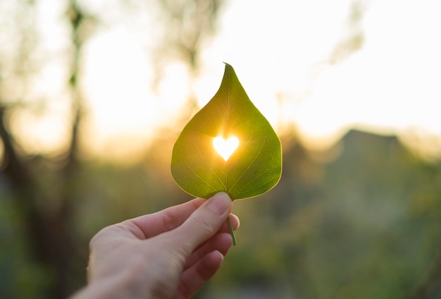 Green leaf with cut heart in a hand