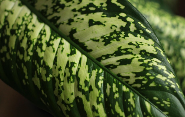 green leaf with dark and light streaks closeup