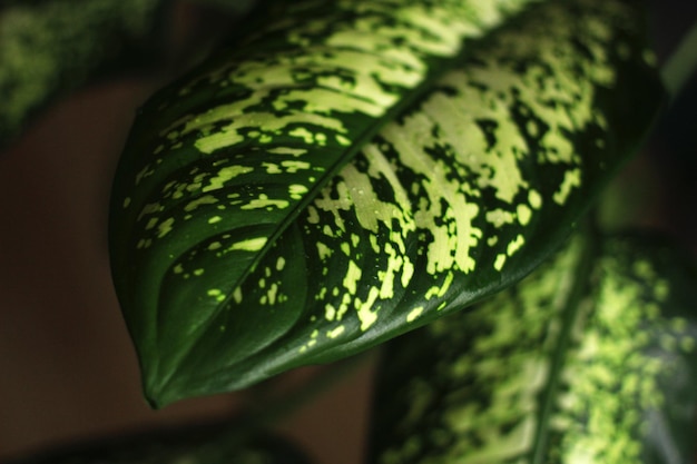 green leaf with dark and light streaks closeup