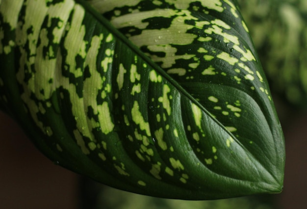 green leaf with dark and light streaks closeup