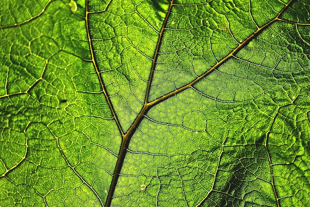 写真 細かい静脈を持つ緑の葉