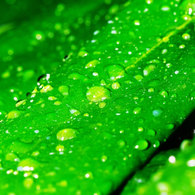 Зеленый лист с каплями росы, весенний фон