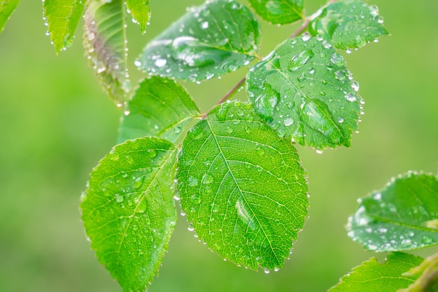 Green leaf with dew drops