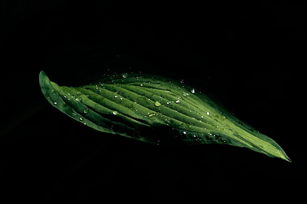 Green leaf with dew drops