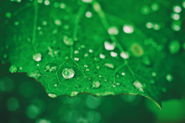 Green leaf with dew