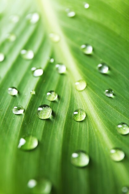 Green leaf with droplets closeup