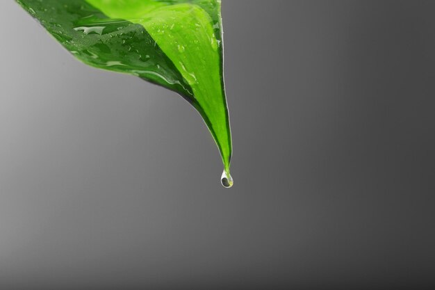 Green leaf with droplets