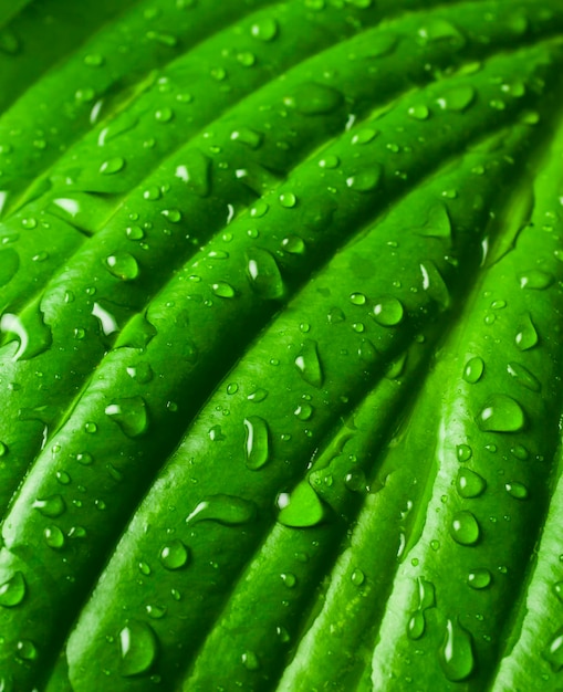 Green leaf with drops of water