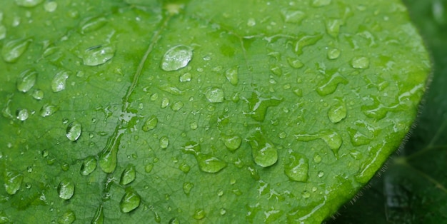 Green leaf with drops of water