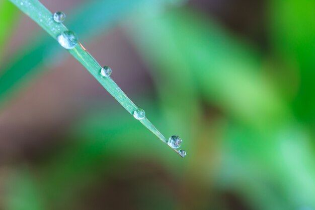 green leaf with drops of water