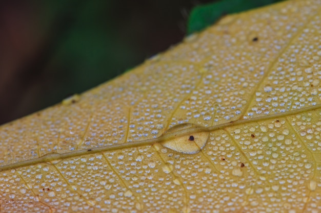 Foto foglia verde con gocce d'acqua