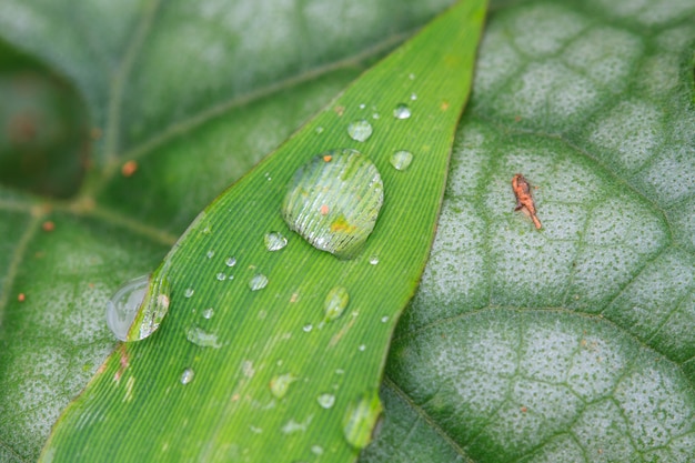 green leaf with drops of water