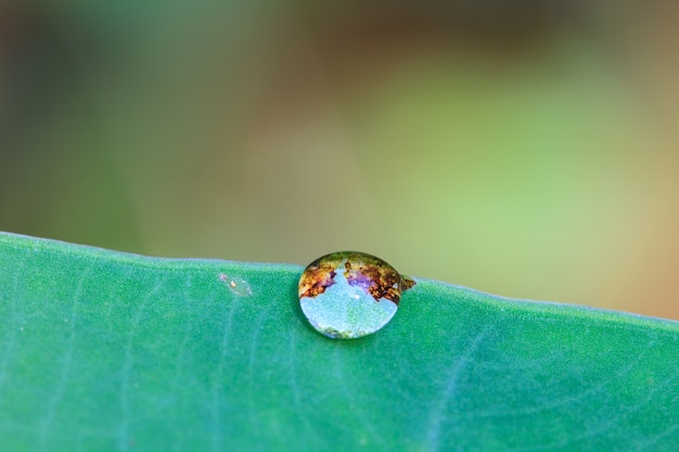 green leaf with drops of water