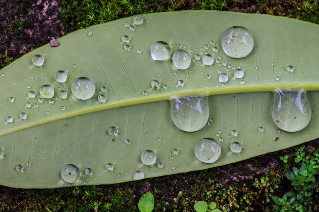  green leaf with drops of water 