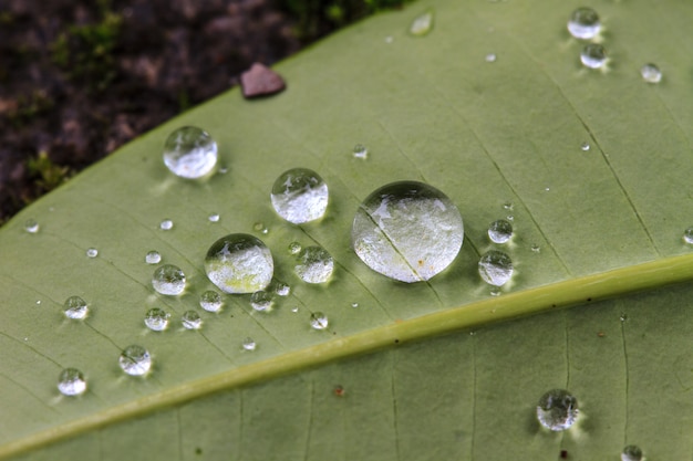  green leaf with drops of water 