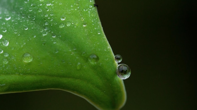 green leaf with drops of water