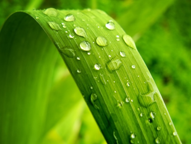 Green leaf with drops