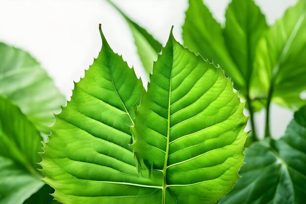 A green leaf with a few small lines on it