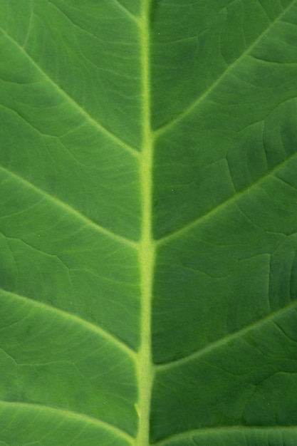 A green leaf with the green veins of the leaf.