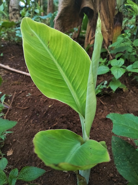 A green leaf with a large leaf that has a large leaf on it