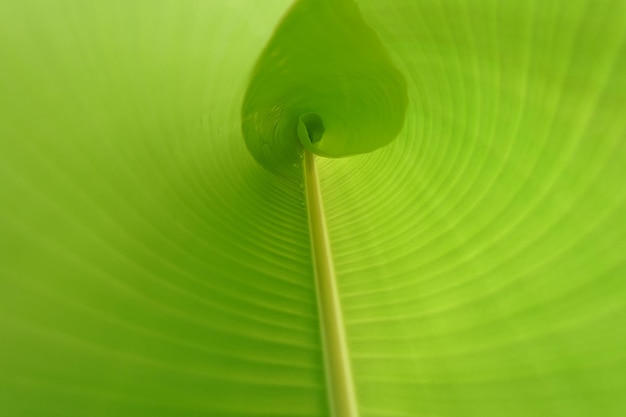 A green leaf with a leaf in the center