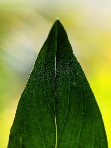 A green leaf with a line through it