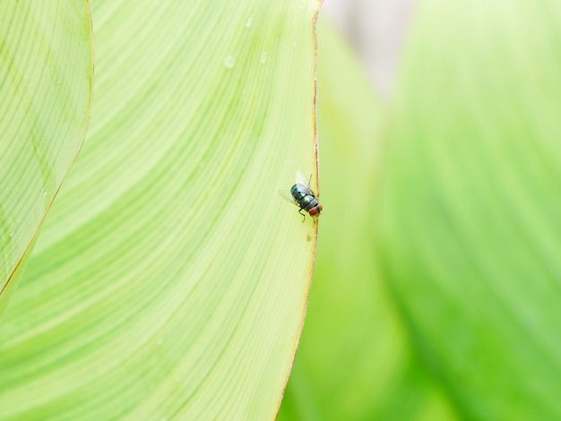 Green leaf with metallic fly perched.