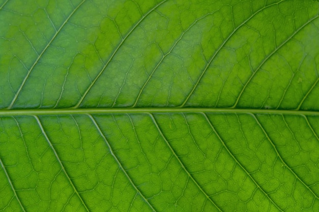 A green leaf with a small pattern of the veins visible.