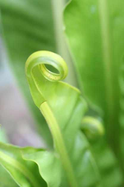 A green leaf with a spiral at the top