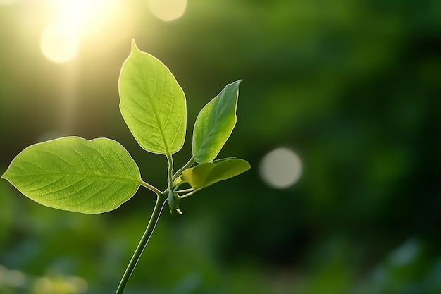 Green leaf with the sun shinin