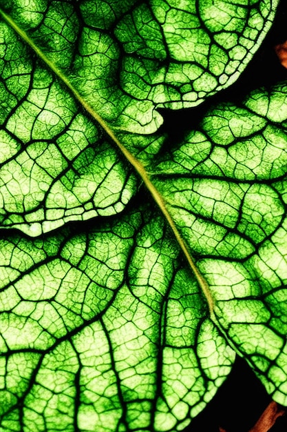 A green leaf with the texture of the leaf.