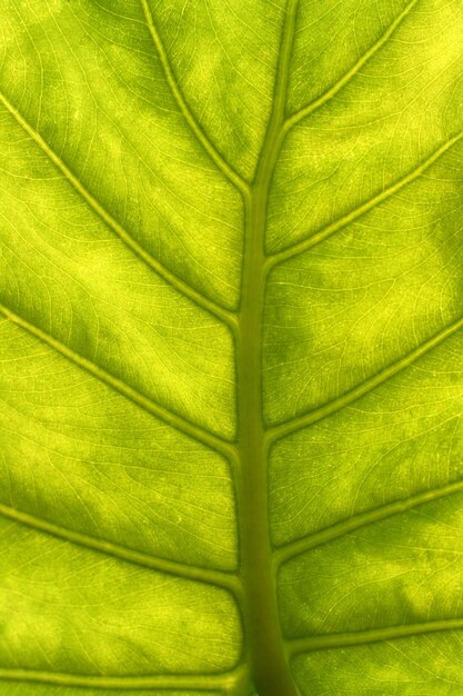 Green leaf with veins macro