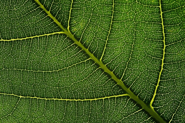 A green leaf with the veins visible.